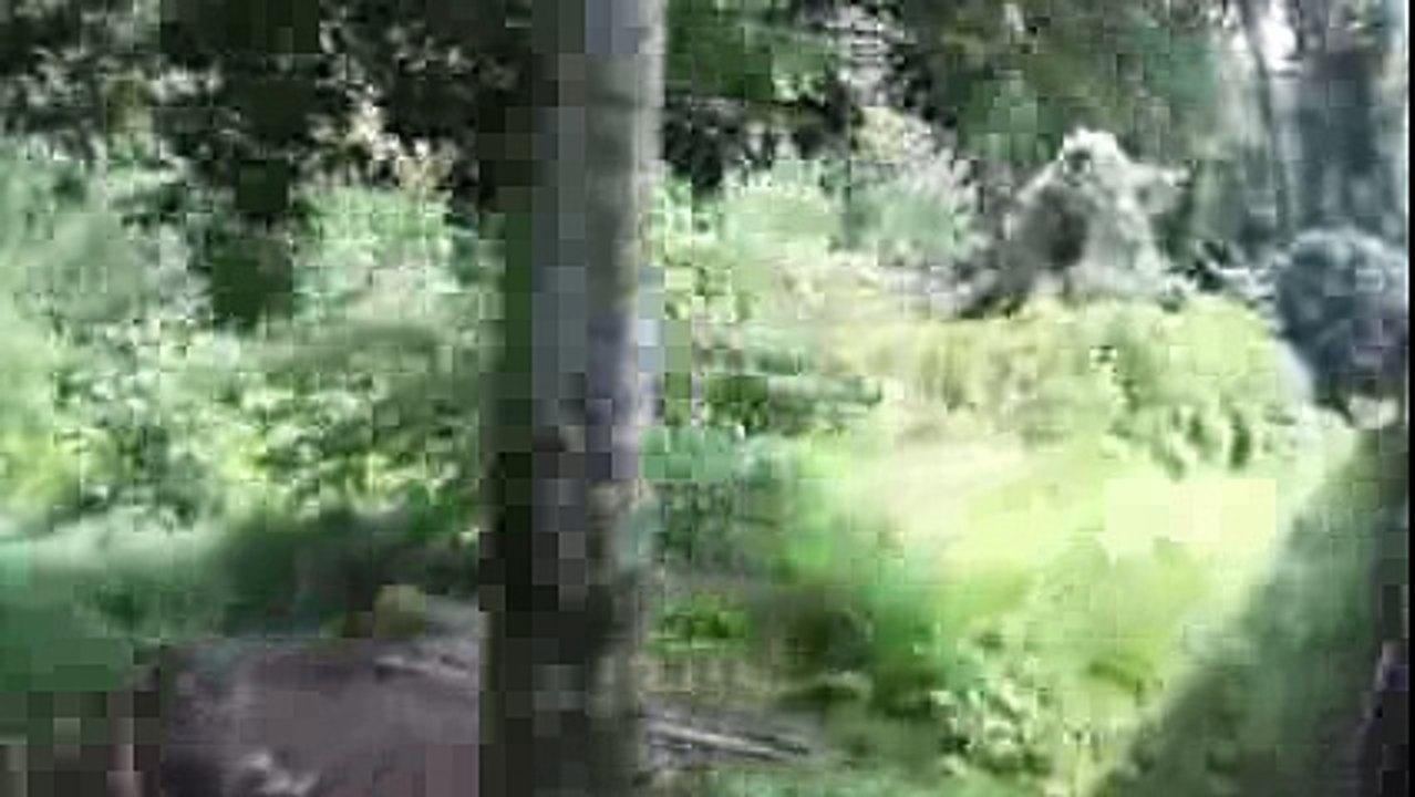 World's Most Dangerous Stretch of Railway - Interior Assam - Amazing Videos