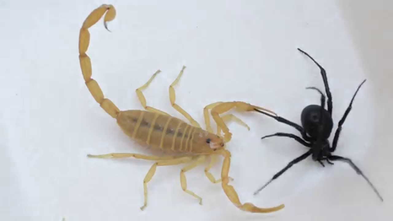 Akrep : 0 - Tarantula : 1