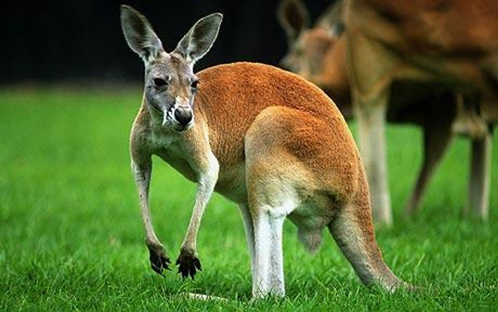 ⁣An unbelievable kangaroo