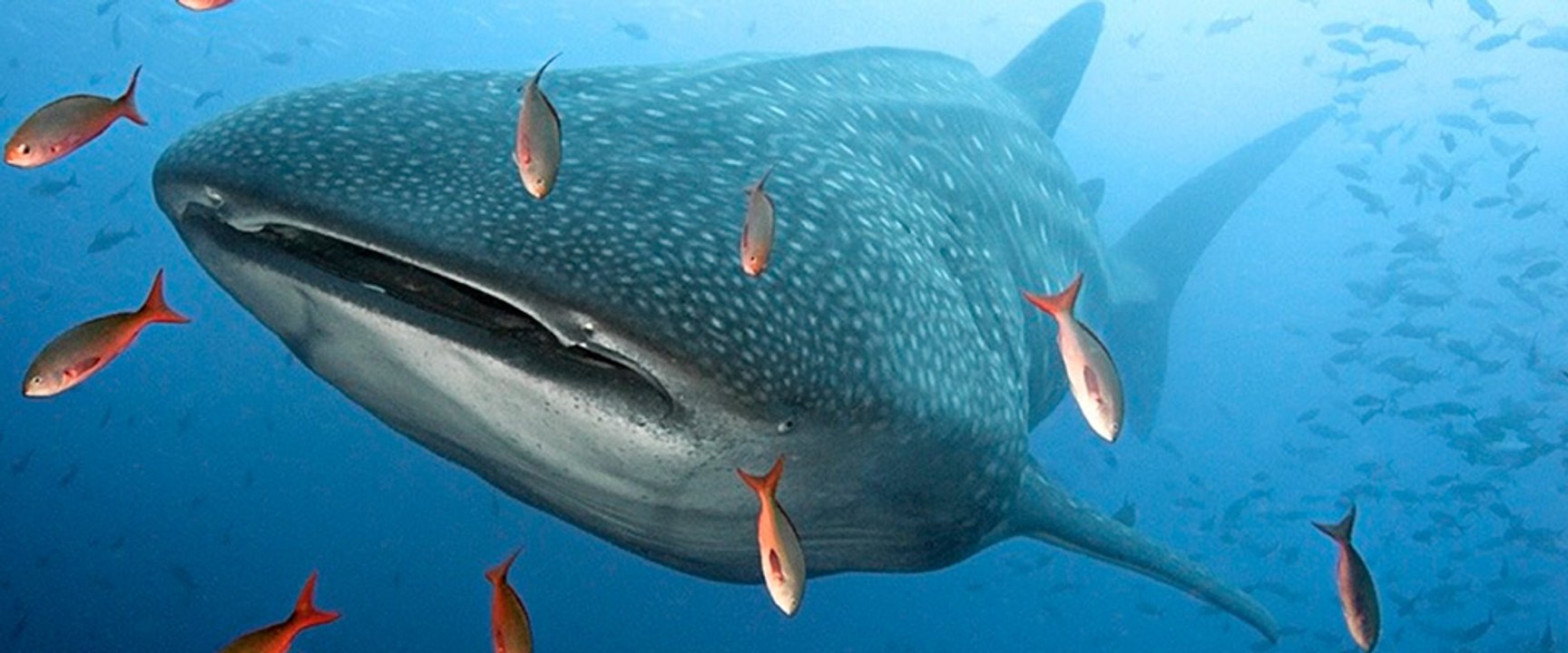 Wonderful sharks