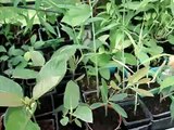 WWW.ETHNOPLANTS.COM ethnobotanical shop plants seeds