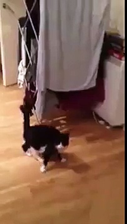 funny cat