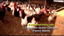 Cinnamon Queen Chicken Parent Stock Breed (Breeder Flock)