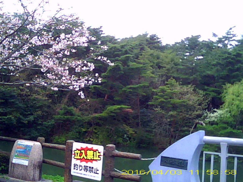 桜並木道