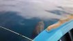 Golfinhos acompanha barco durante trajeto para pescaria