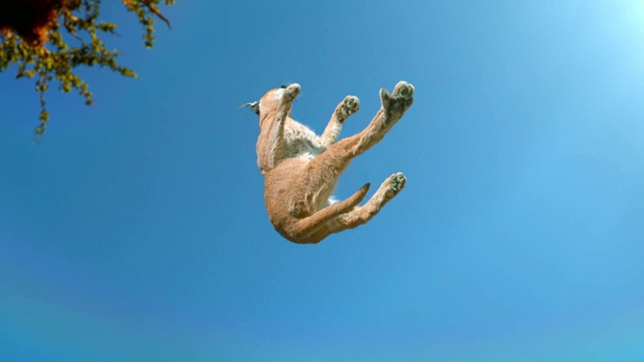 How do cats always land on their feet?