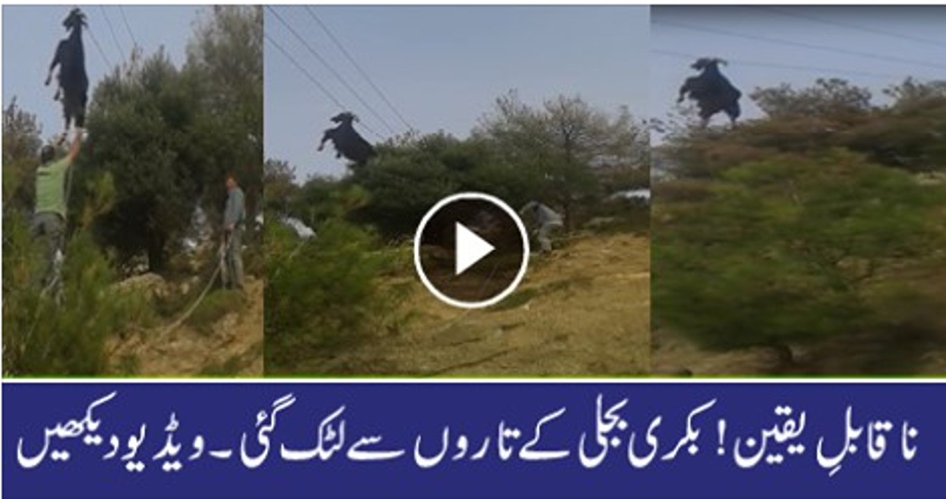 Mad Goat Is In Tend To Danger Due To Its Enjoying On Hanging High voltage Electricity Distribution Wire.