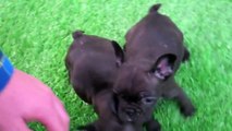 Frenchie Bulldog Puppies available in California!  San Diego Puppy