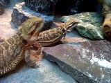 bearded dragon called cookie and elmo eating
