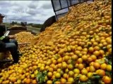 Aprial new How Orange Juice Is Made