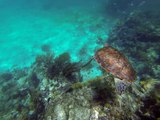 Belize 2015 - Snorkeling 2