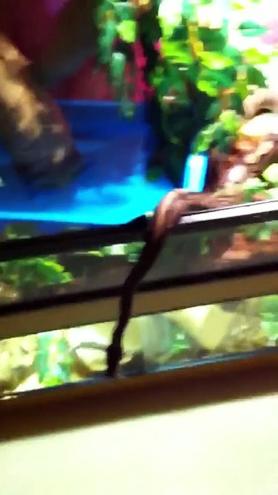 Male ball python