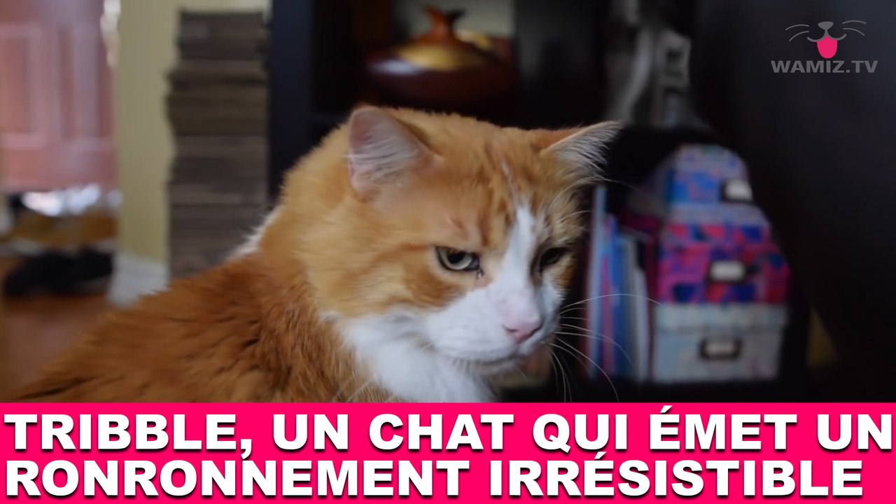 Tribble, un chat qui émet un ronronnement irrésistible ! Découvrez-le dans la minute chat #178
