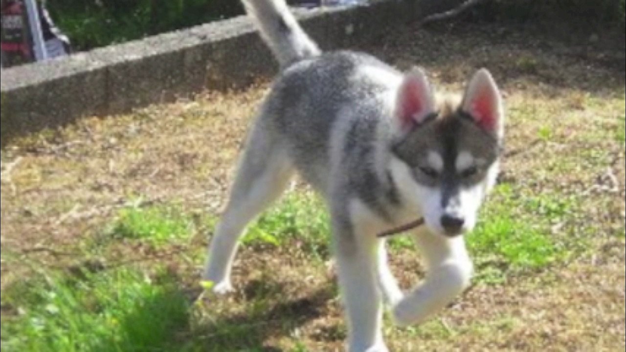 husky
