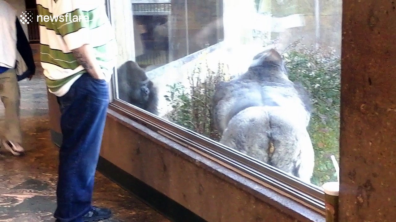 Two large gorillas have a scuffle in their enclosure