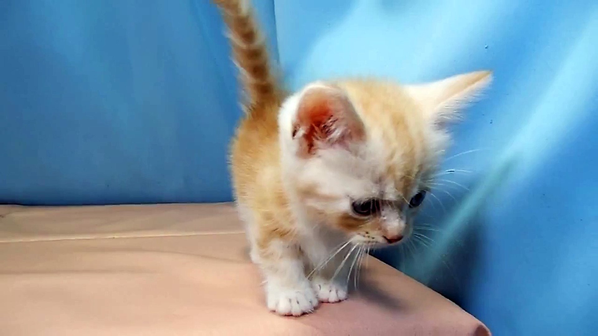 マンチカン No ペットショップ ヒラマツケンネル の子猫 Video Dailymotion