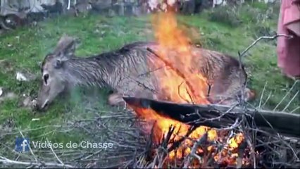 biche sauvée des eaux