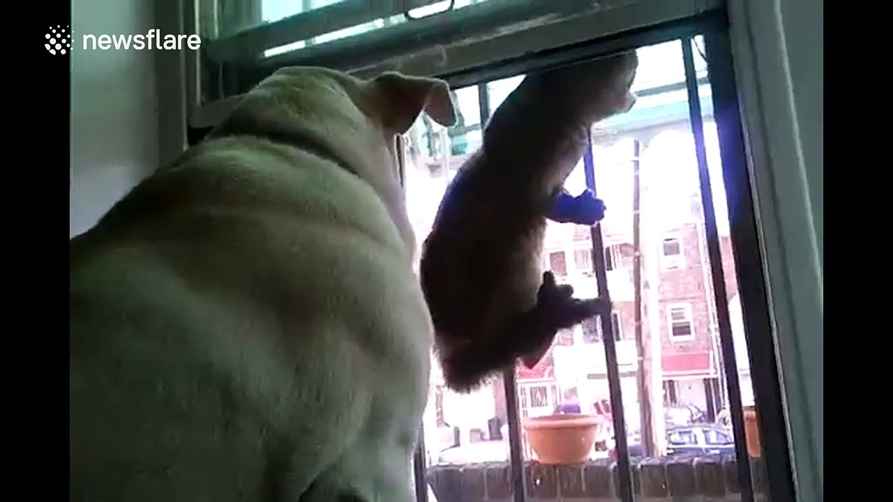 Cat attaches itself to window while trying to get into house