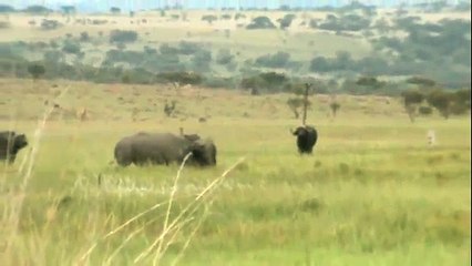 Rhino Kills Cape Buffalo in Epic Battle