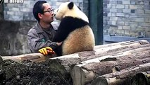 Panda bacia l'uomo che lo ha curato da piccolo