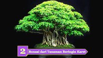 6 Jenis Tanaman Hias Bagus untuk Dijadikan Bonsai