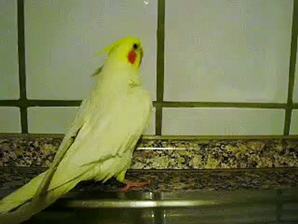 calopsitte coco