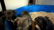 Blue Nose Pitbull Pups XXL Females Born 09/29/11