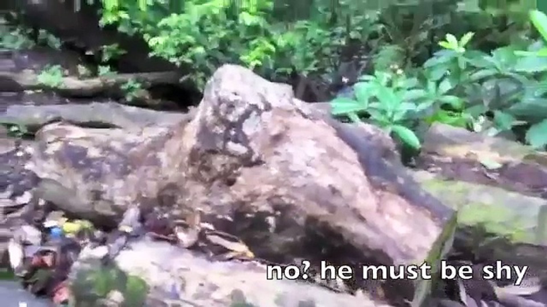 funny animals 2016 - Funny Animals 8