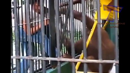 funny animals do not laugh - Funny animals 14