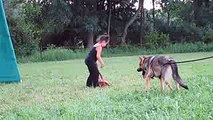 5 YEARS OLD GIRL TRAINING HER GERMAN SHEPHERD TO BITE TO PROTECT HER