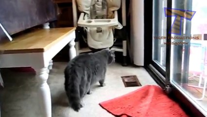 funny animals for children - Funny animals 17