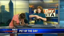 LOL  Excited kitten takes bouncing leap during Good Day Atlanta