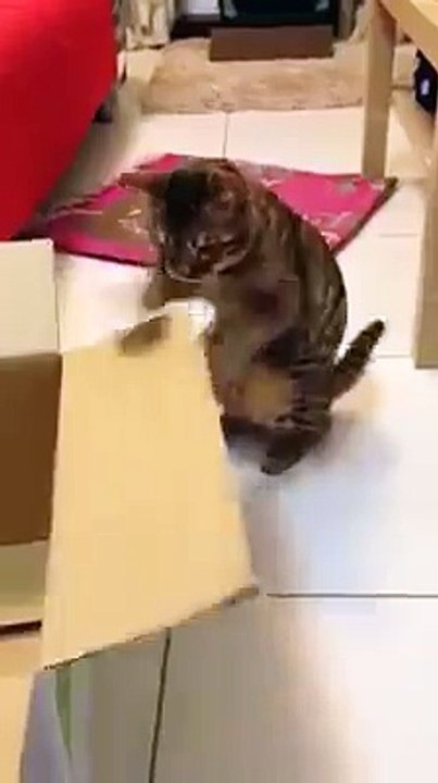 Tu lui donnes un cartoon et il s'amuse 1h.. Chat adorable