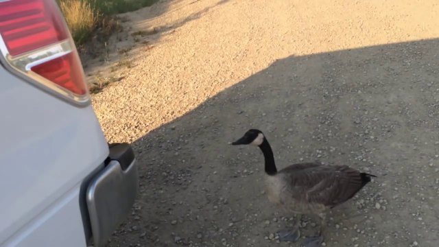 Ils viennent en aide à une oie sauvage perdue qui cherche de l'eau