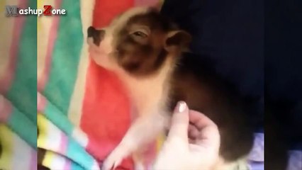 funny animals movies - Funny animals 26