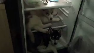 Don't take Me Out of the Fridge -Funny Videos of Dog