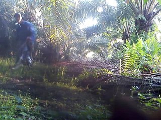 Ayam hutan tpm 1