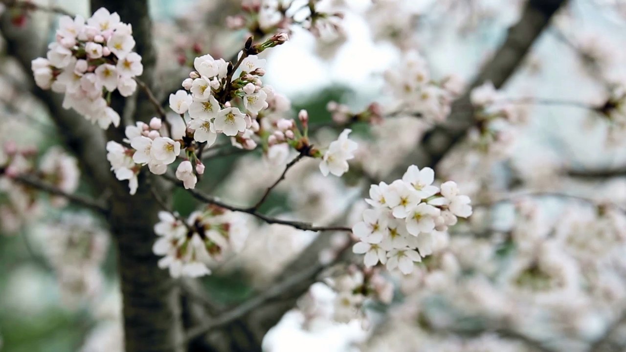 벚꽃