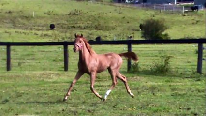 Melody Park Mysterious Lover