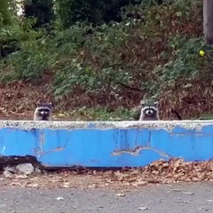 Racoons
