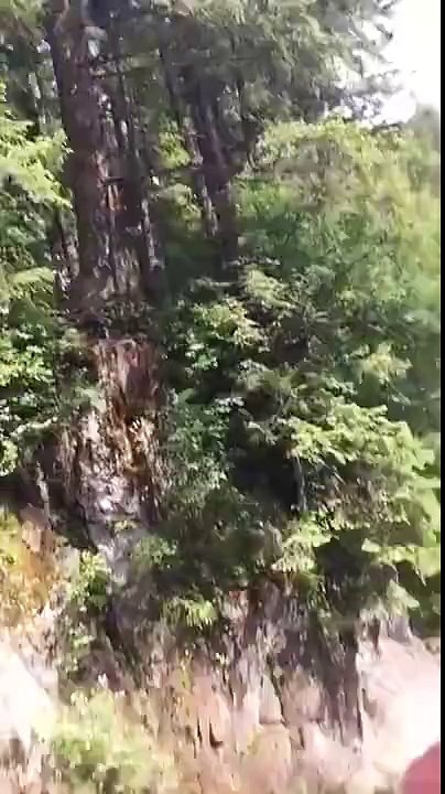 Il veut se la jouer rambo et chute du haut d'un arbre de 15m de haut : douloureux