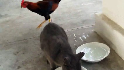 Kucing Vs Ayam lucu yahh - Video