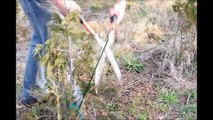 How to trim an Arborvitae    Mike Hirst ....Describes How to Trim