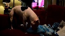 Staffordshire Bull Terrier opens and plays with her birthday presents