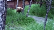 Dangerous Grizzly Bear on the Loose!・Dog Jokes Dog Videos The best funny dog 2015 part 2・D