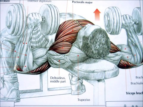 Easy Tips for Building a BIG CHEST (Bodybuilding Chest Exercises)