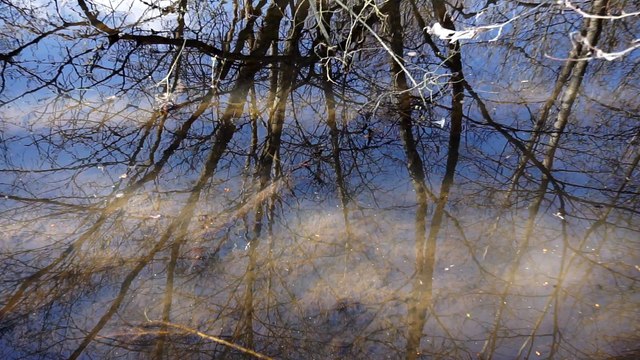 Accouplement brochets sur frayère quelque part en Normandie !