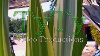 **Plant a Variegated 'False-Agave' Plant**++Soft Leaf++Grow TX,FL & NC++