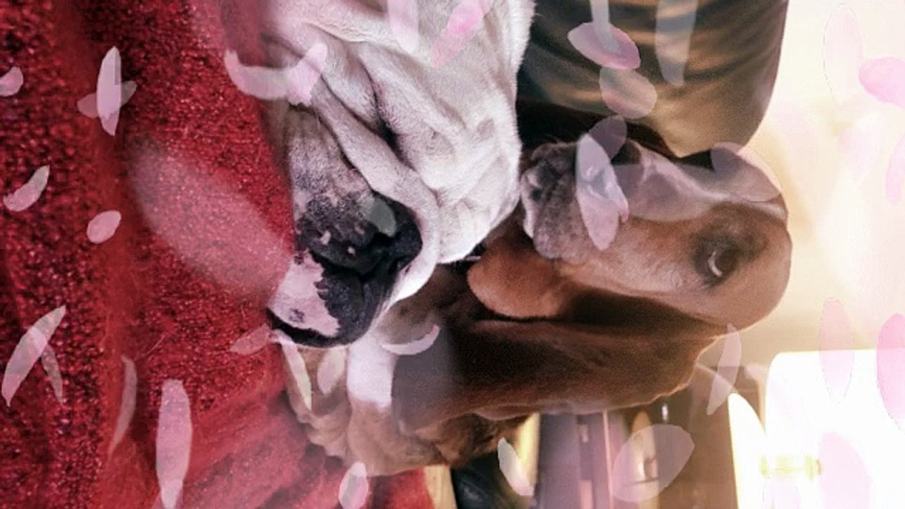 les chiens de l'amour ❤️