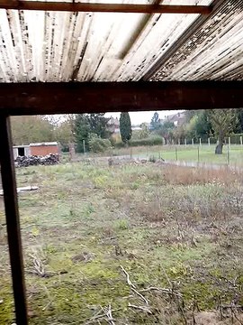 Aboiements de chiens de france bouviers bernois harnes